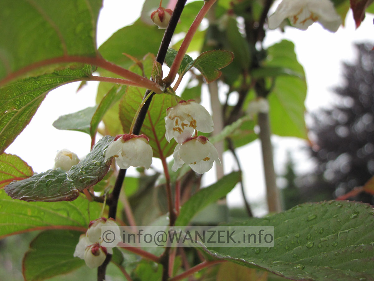 Actinidia kolomicta -Bluetenmacro1.JPG